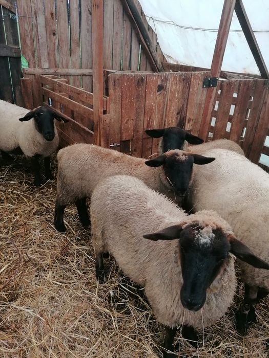 Ovelhas sulfok puras