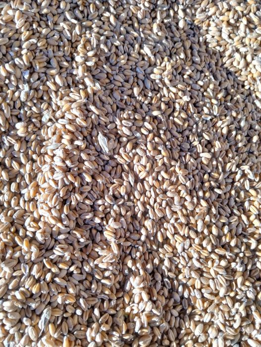 Sprzedam pszenicę 2025