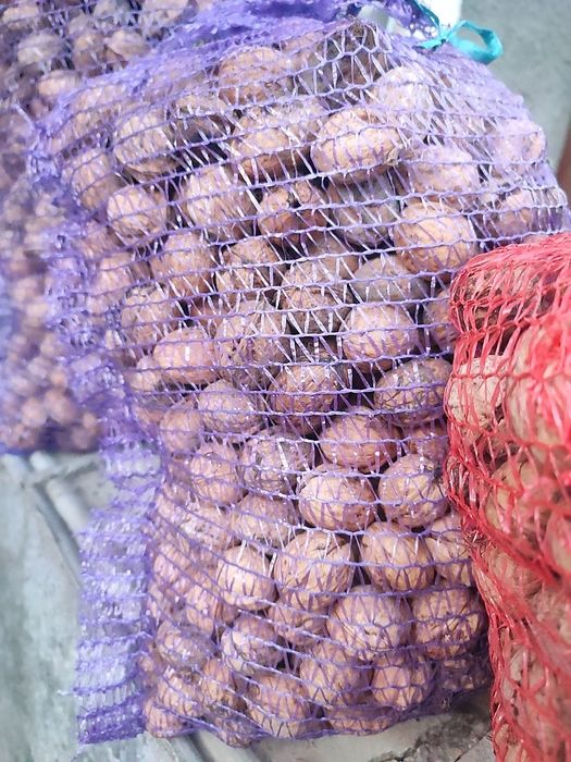 Грецкий орех 2025 года