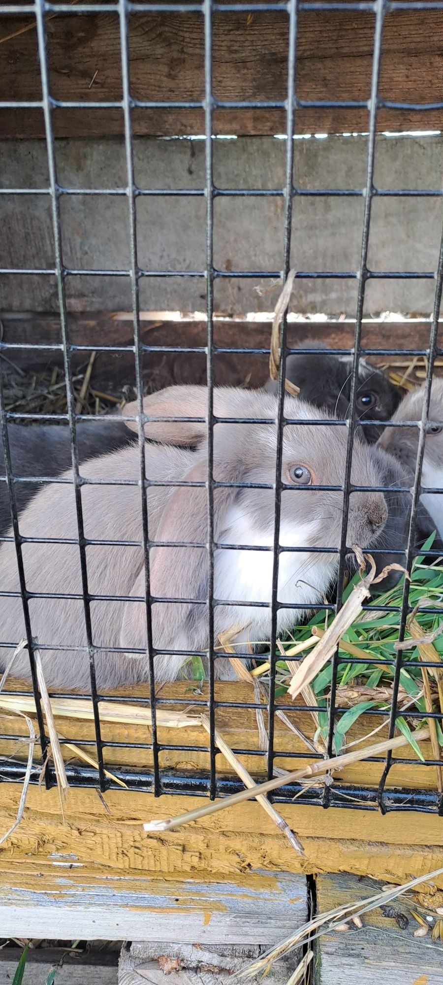 Młode króliki  barany francuskie
