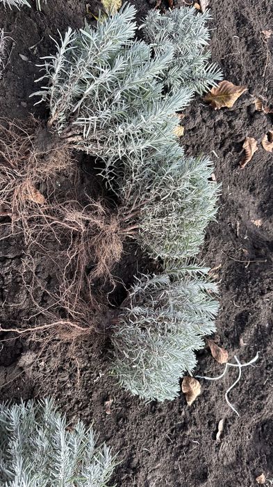 Гарні кущі лаванди