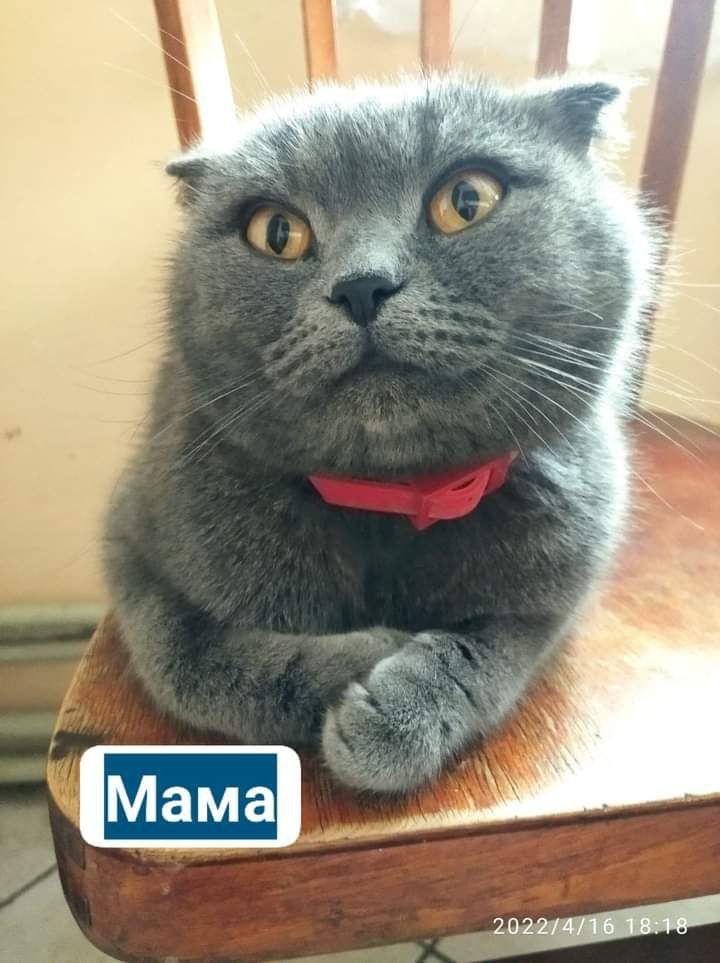 Продаю прекрасних котиків