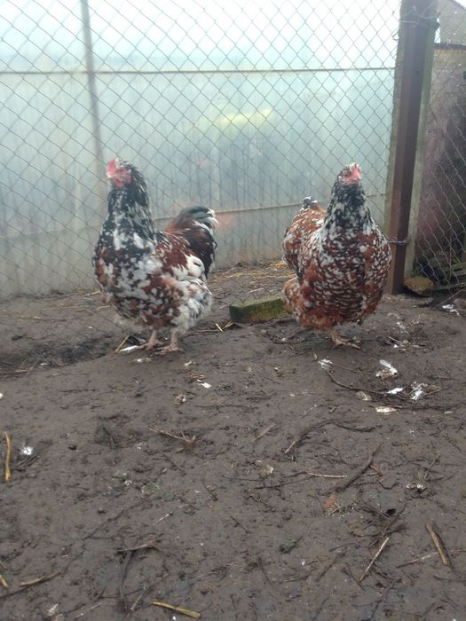 Продам сім'ю курей орпінгтон