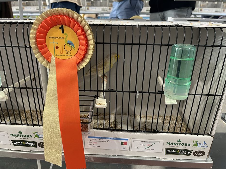 Canários - Ler descrição