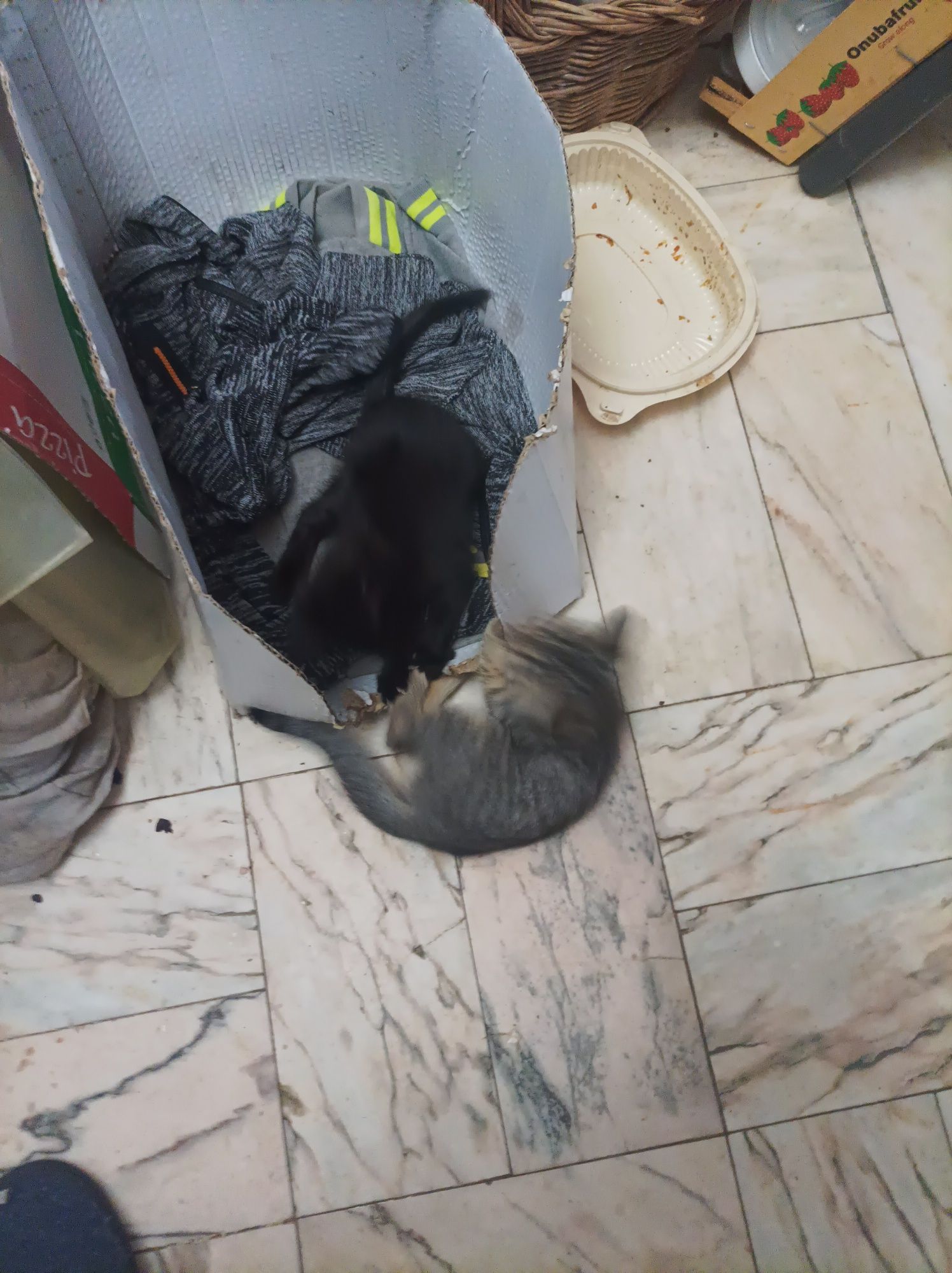 Gatinhos para adoção