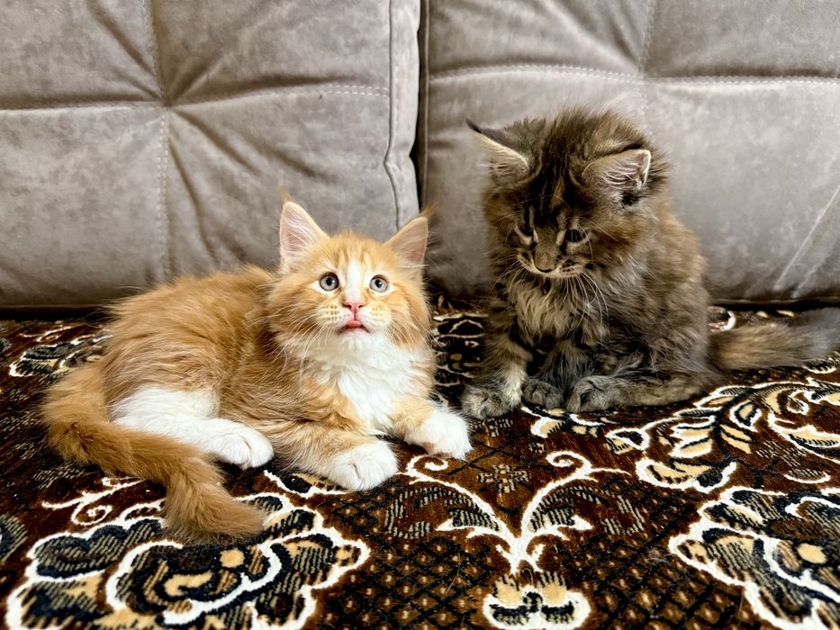 Мейн Кун дівчата є Документи WCF