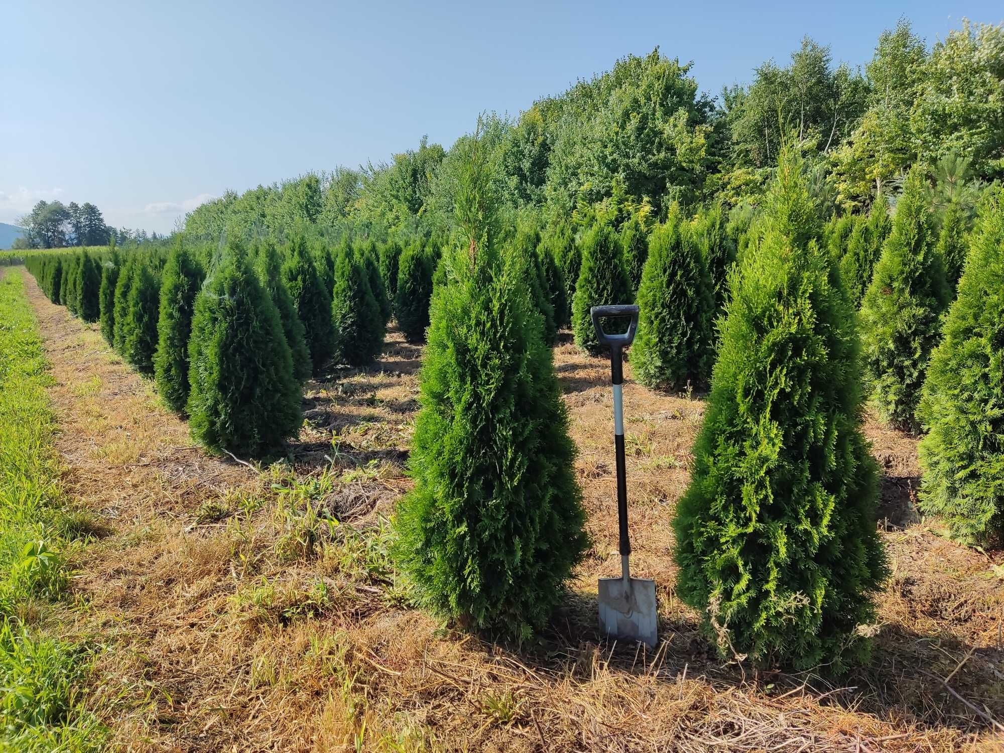Tuje Szmaragd 1,20m-1,5m-1,8m-2m  cały Śląsk dostawa gratis, SADZIMY !