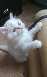 Белый персидский котёнок страйт британский