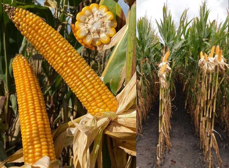 Materiał siewny kukurydzy Syngenta Invictus Aniston Freya 50tys nasion