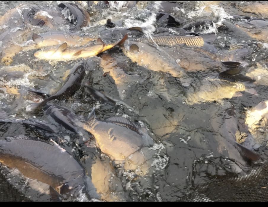 Karp zarybieniowy - kroczek