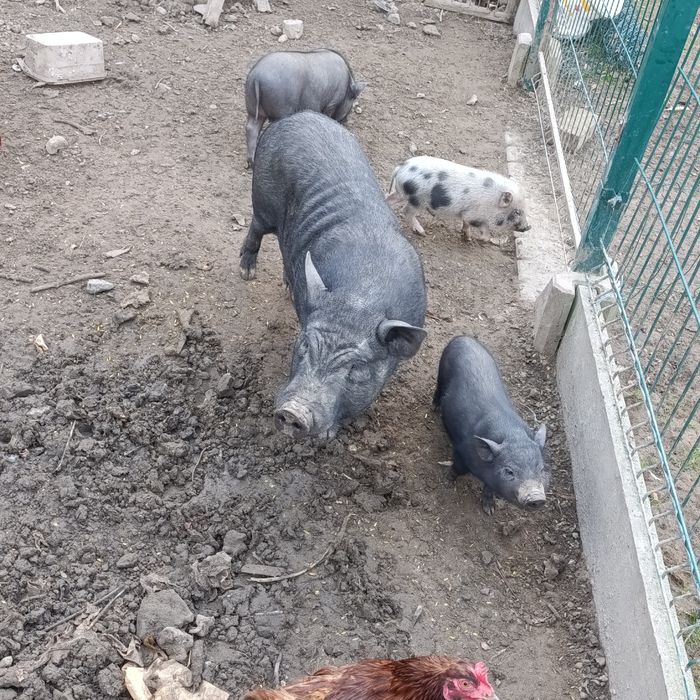Wietnamki śliczne świnki i knury