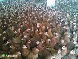 Kury Rosa mlode nioski z własnej FERMY DROBIU z wolnego wybiegu.DOWÓZ.