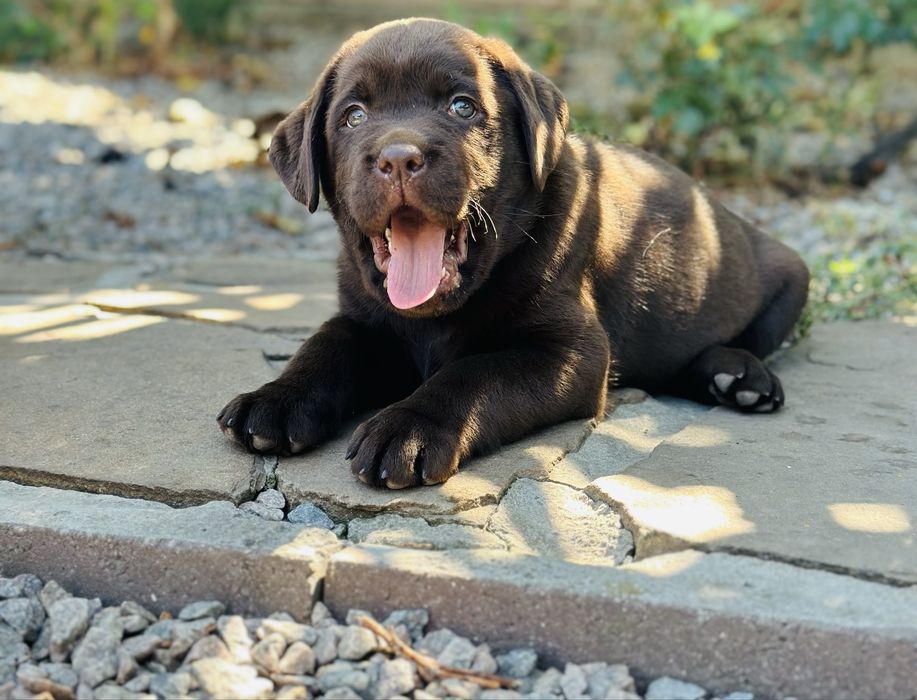 Лабрадор цуценята вінниця