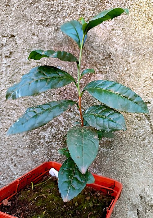 Árvore do chá - Camellia sinensis