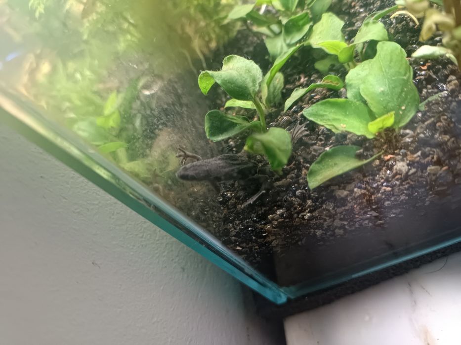 Peixe Rã ana africana 3-4cm para aquário