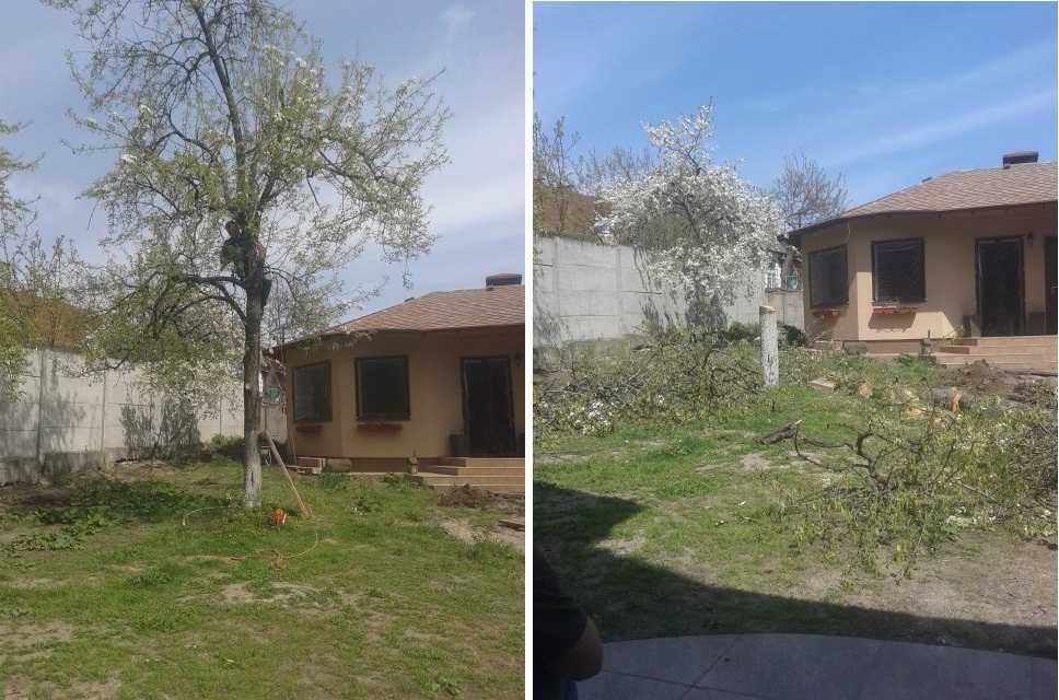 Омоложение и удаление деревьев Профессионально С гарантией