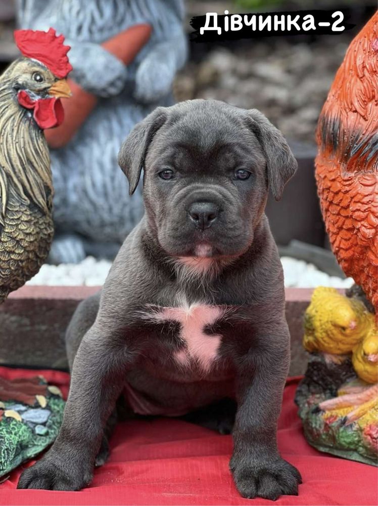 Розплідник Cane corso Italia-пропонує щенят