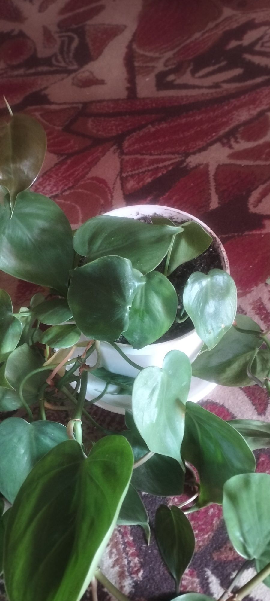 Sprzedam Philodendron piękny pnący cena.