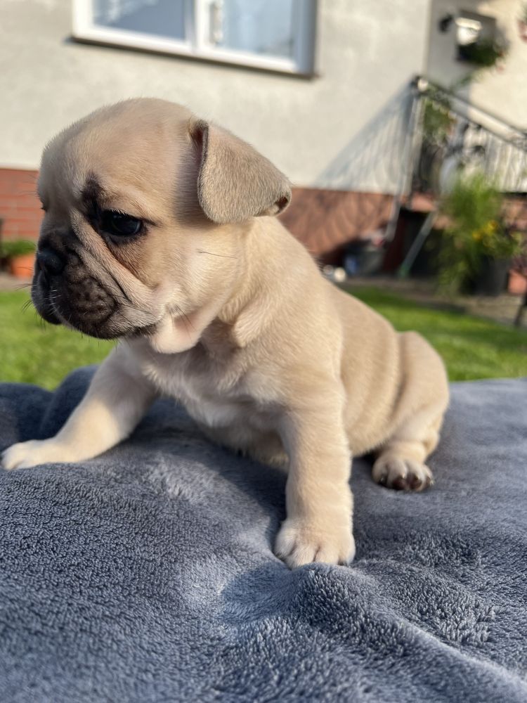 Buldog Francuski