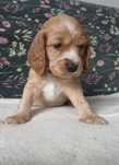 Suczka Cocker Spaniel Angielski