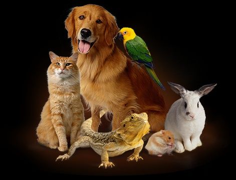 Товари для тварин