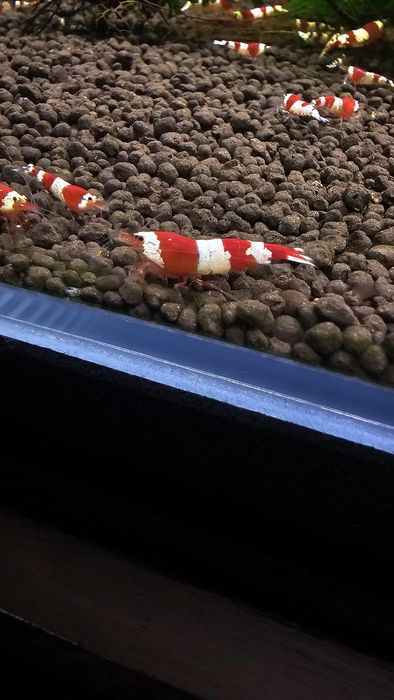 50x Red Bee PRL Krewetki Caridina