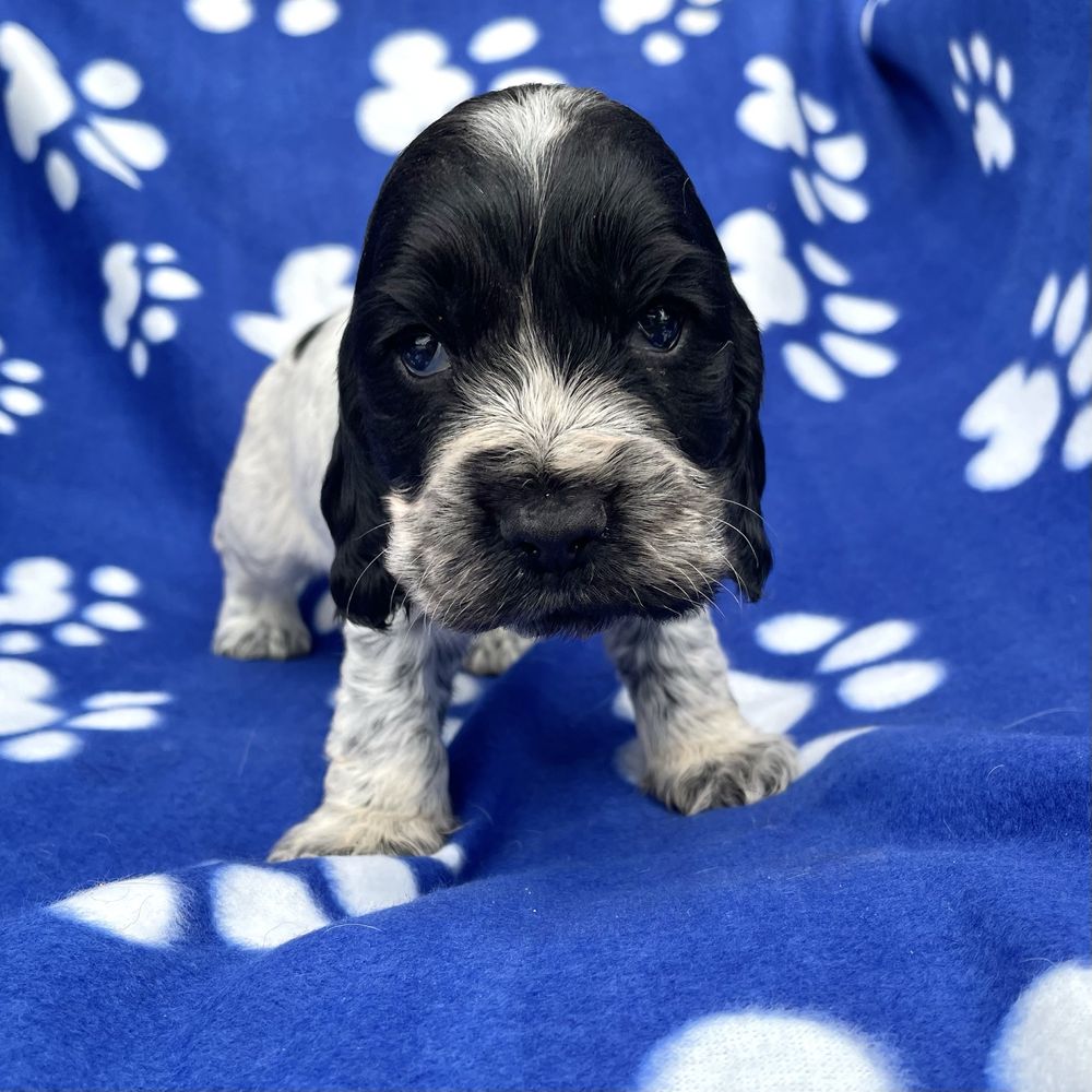 Cocker spaniel angielski szczeniak