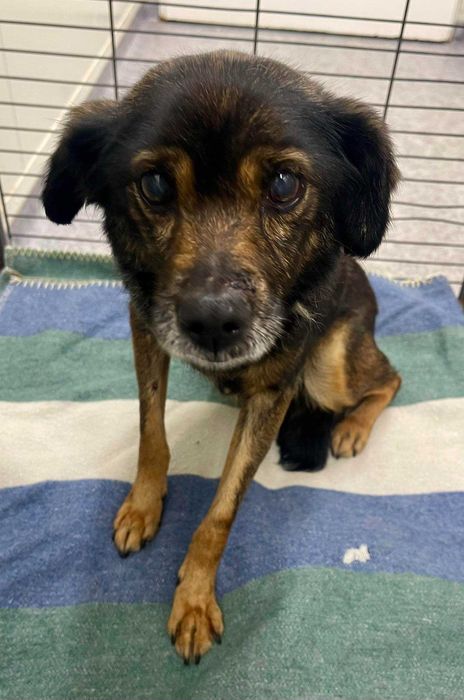 Kłobuck / Topolowa znaleziono małą suczkę. Poszukiwany właściciel.