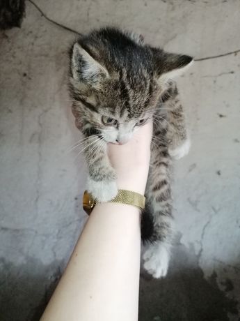 Oddam kotkę w dobre ręce.