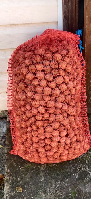 Орехи 2025 года не чищеный