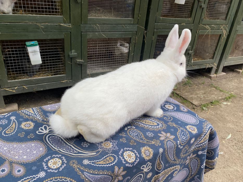 Wiedeński BIAŁY Samiczki do wyboru 4szt