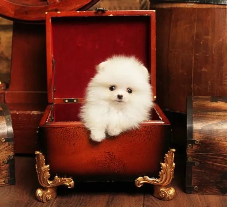 Померанський шпіц міні,суперміні.Білий,крем,рижі. Тайські,Корейські кр