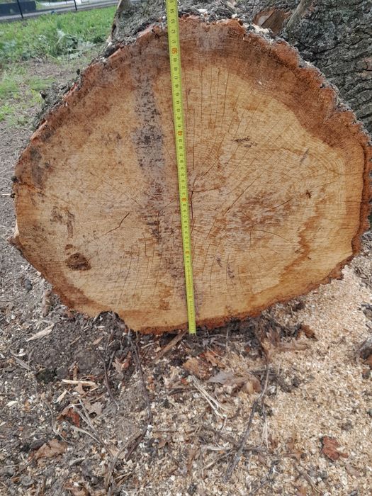 Dąb w klocku  4 x 4 metry na foszty foszt dębowe