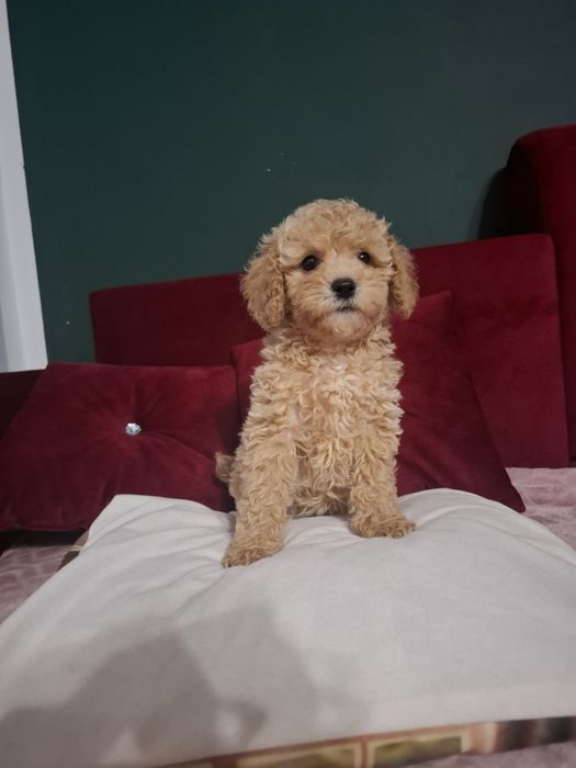 Maltipoo Bichpoo  szczeniak pies
