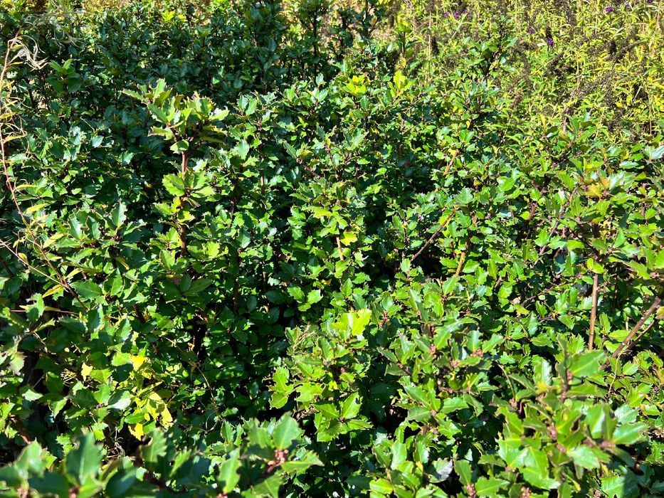Ostrokrzew Meservy 'Blue Prince' (Ilex ×meserveae) Doniczka 2.0L