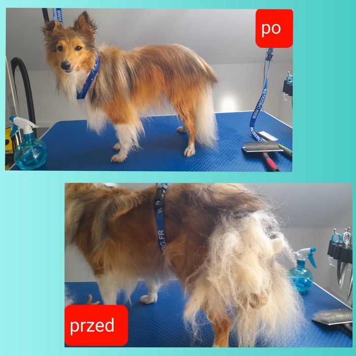 LASSIE salon pielęgnacji zwierząt, psi fryzjer Groomer strzyżenie, spa