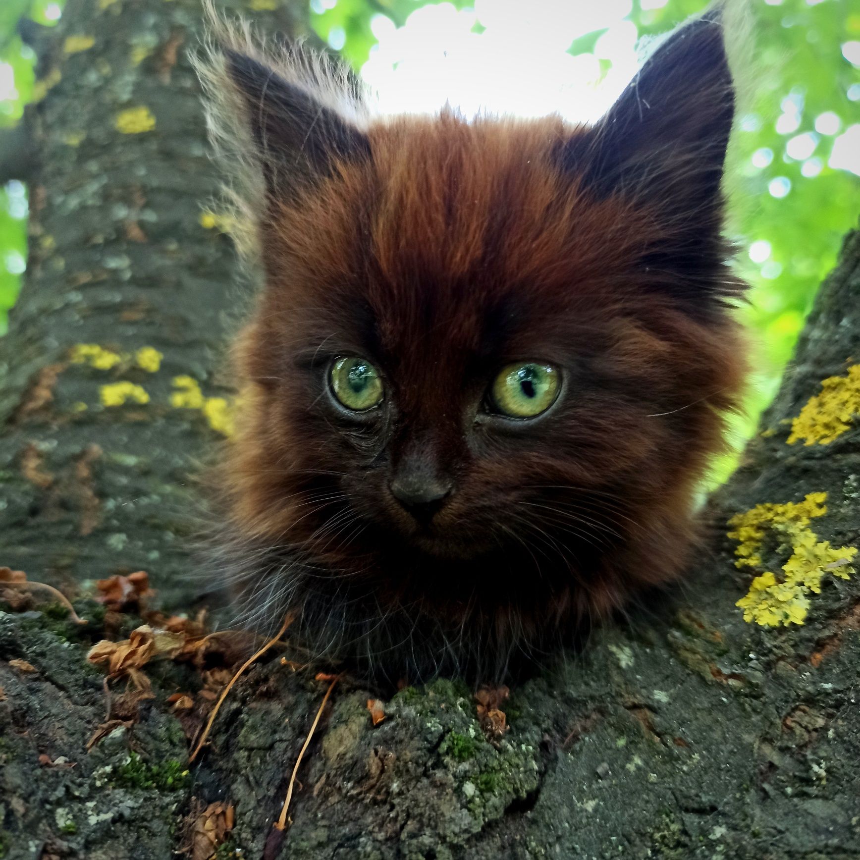 Котик в добрі руки, дівчинка