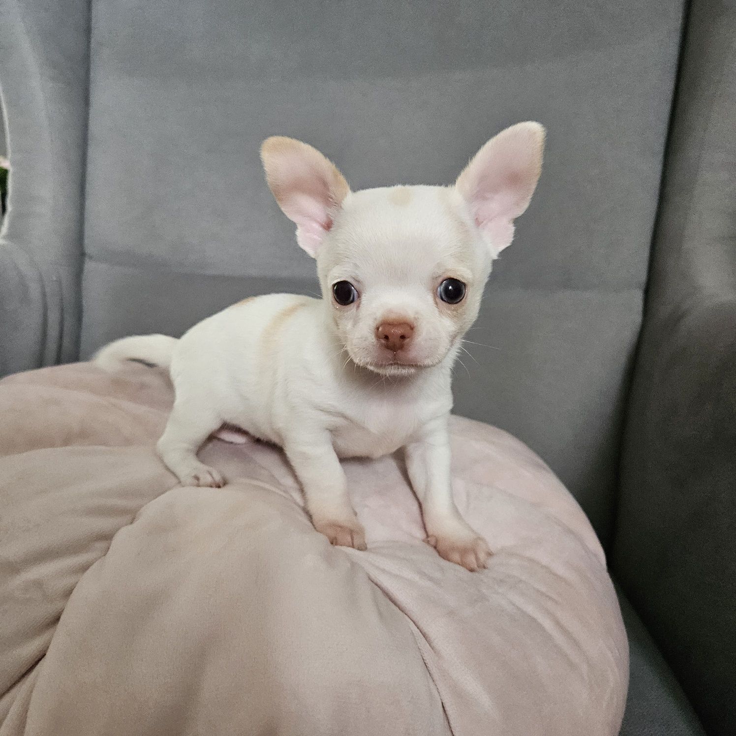 Chihuahua krótkowłosy piekny biały pies po rodzicach FCI