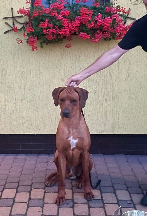 Rhodesian Ridgeback Likwidacja Hodowli Młodzieżowy Champion Polski FCI