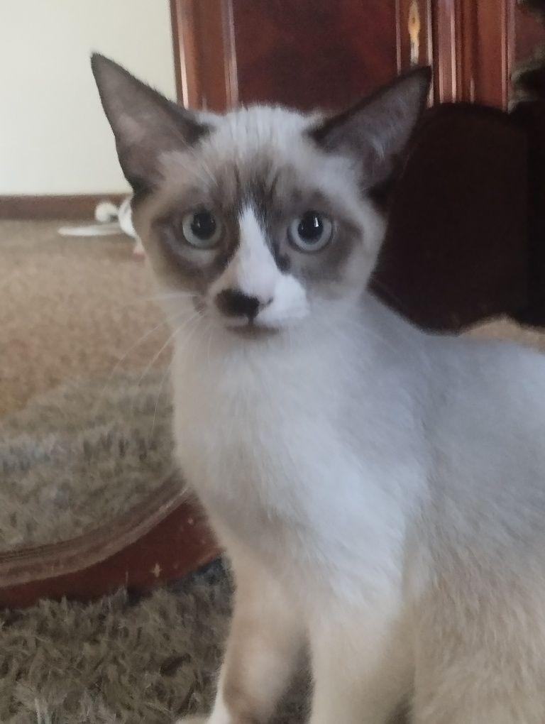 Gatinhas para adopção