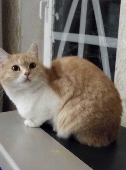 Шотландская Золотая шиншилла!!