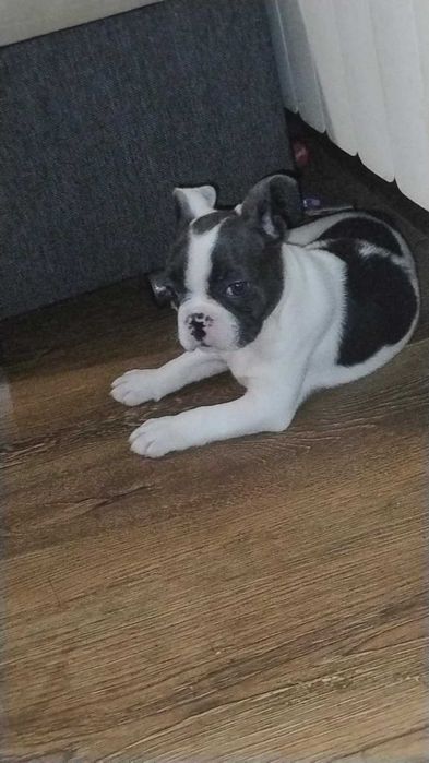 buldog francuski suczka