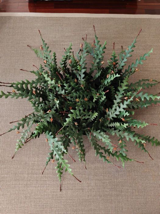 Plantas artificail em vaso, epifilium