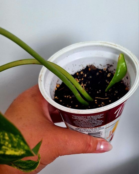 Філодендрон Бурлє макс