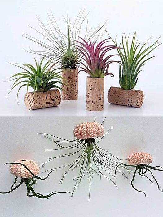 Plantas aéreas Tillandsia
