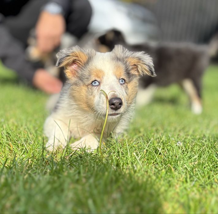 Samiec blue merle owczarek szetlandzki sheltie