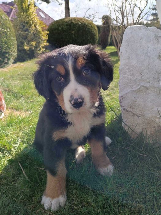 Berneński Pies Pasterski - szczeniak