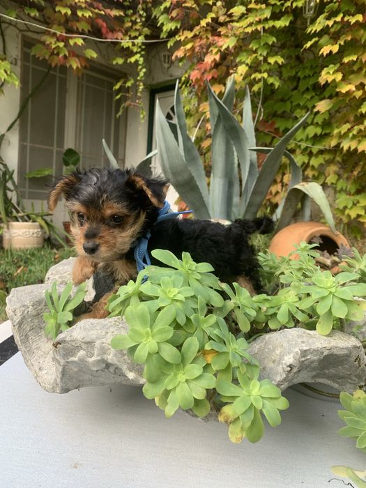 Yorkshire Terrier bebé