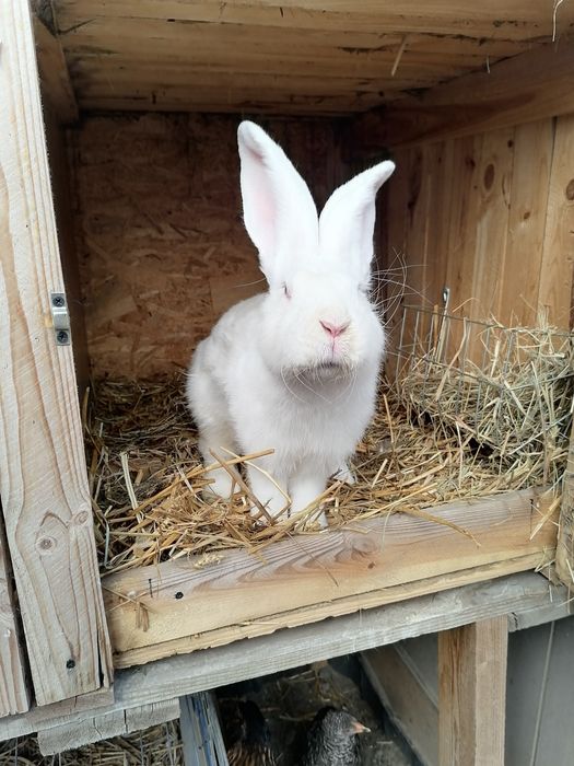 Króliki belgijskie 3samice 1 samiec i 3 mlode