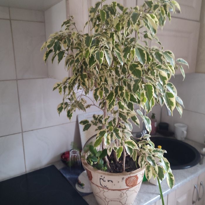 Комнатные цветы в продаже